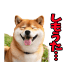 岡山弁☆柴犬（個別スタンプ：32）