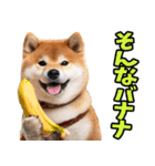岡山弁☆柴犬（個別スタンプ：33）