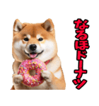 岡山弁☆柴犬（個別スタンプ：34）
