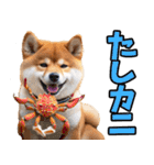 岡山弁☆柴犬（個別スタンプ：35）