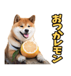 岡山弁☆柴犬（個別スタンプ：36）