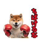 岡山弁☆柴犬（個別スタンプ：37）