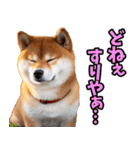 岡山弁☆柴犬（個別スタンプ：38）