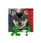 黒柴おこげの毎日（個別スタンプ：1）