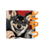 黒柴おこげの毎日（個別スタンプ：2）