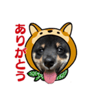 黒柴おこげの毎日（個別スタンプ：3）