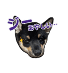 黒柴おこげの毎日（個別スタンプ：5）