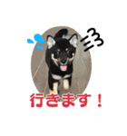 黒柴おこげの毎日（個別スタンプ：6）