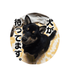 黒柴おこげの毎日（個別スタンプ：7）
