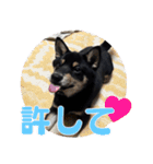 黒柴おこげの毎日（個別スタンプ：9）