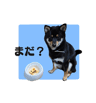 黒柴おこげの毎日（個別スタンプ：14）