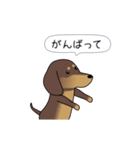 新・激しく尻尾をふるダックス 3 付録あり（個別スタンプ：6）
