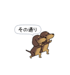 新・激しく尻尾をふるダックス 3 付録あり（個別スタンプ：13）