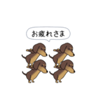 新・激しく尻尾をふるダックス 3 付録あり（個別スタンプ：23）