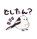 シマエナガです.（個別スタンプ：1）