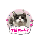 短足ミヌエットつゆたん（個別スタンプ：1）