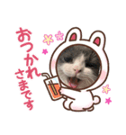 短足ミヌエットつゆたん（個別スタンプ：3）