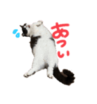 短足ミヌエットつゆたん（個別スタンプ：8）