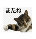 ネコにゃーにゃの日常スタンプ（個別スタンプ：8）