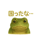 毎日つかえる！あいさつカエル（個別スタンプ：5）