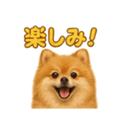 週末だ！リアルなポメラニアンご褒美ライン（個別スタンプ：1）