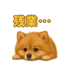 週末だ！リアルなポメラニアンご褒美ライン（個別スタンプ：5）
