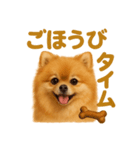 週末だ！リアルなポメラニアンご褒美ライン（個別スタンプ：6）