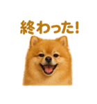 週末だ！リアルなポメラニアンご褒美ライン（個別スタンプ：7）