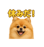 週末だ！リアルなポメラニアンご褒美ライン（個別スタンプ：9）