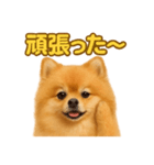 週末だ！リアルなポメラニアンご褒美ライン（個別スタンプ：12）