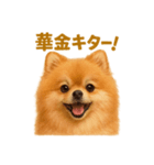週末だ！リアルなポメラニアンご褒美ライン（個別スタンプ：13）