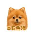 週末だ！リアルなポメラニアンご褒美ライン（個別スタンプ：14）