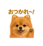 週末だ！リアルなポメラニアンご褒美ライン（個別スタンプ：16）