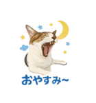 Mukuの家族スタンプ（個別スタンプ：13）