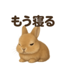 とにかく眠いリアルなうさぎのライン（個別スタンプ：4）