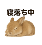 とにかく眠いリアルなうさぎのライン（個別スタンプ：6）