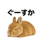 とにかく眠いリアルなうさぎのライン（個別スタンプ：10）