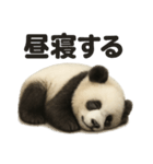 とにかく眠いリアルなパンダのライン（個別スタンプ：9）