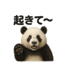 とにかく眠いリアルなパンダのライン（個別スタンプ：11）