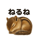 とにかく眠いシマリスのラインスタンプ（個別スタンプ：2）