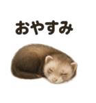 とにかく眠いフェレットのラインスタンプ（個別スタンプ：3）