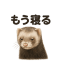とにかく眠いフェレットのラインスタンプ（個別スタンプ：4）
