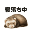 とにかく眠いフェレットのラインスタンプ（個別スタンプ：6）