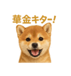 華金だ！サラリーマン芝犬のお疲れ様ご褒美（個別スタンプ：1）