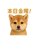 華金だ！サラリーマン芝犬のお疲れ様ご褒美（個別スタンプ：2）