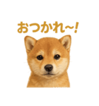 華金だ！サラリーマン芝犬のお疲れ様ご褒美（個別スタンプ：4）