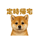 華金だ！サラリーマン芝犬のお疲れ様ご褒美（個別スタンプ：7）