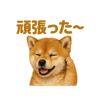 華金だ！サラリーマン芝犬のお疲れ様ご褒美（個別スタンプ：8）