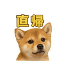 華金だ！サラリーマン芝犬のお疲れ様ご褒美（個別スタンプ：9）