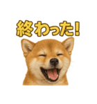 華金だ！サラリーマン芝犬のお疲れ様ご褒美（個別スタンプ：11）
